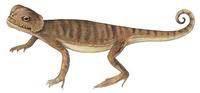 Image of: Phrynocephalus mystaceus