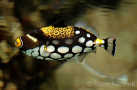Balistoides conspicillum - Bigspotted Triggerfish