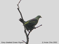 Grey-cheeked Green Pigeon - Treron griseicauda