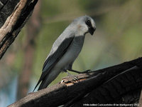 White-bellied Cuckooshrike - Coracina papuensis