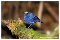 White-browed Shortwing - Brachypteryx montana