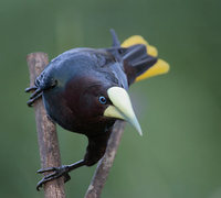 Chestnut-headed Oropendola (Psarocolius wagleri) photo