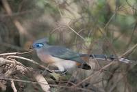 Crested Coua (Coua cristata) photo