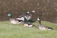 Chiloe Wigeon - Anas sibilatrix