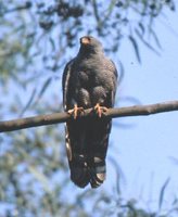 Ovampo Sparrowhawk - Accipiter ovampensis