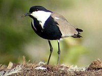 Spur-winged Plover - Vanellus spinosus