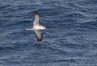 Cape Verde Shearwater (Calonectris edwardsii) photo