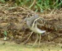 Greater Painted Snipe (Rostratula benghalensis) photo, Male, Okinawa, Japan, August, 1992