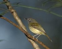 Northern Bentbill (Oncostoma cinereigulare) photo