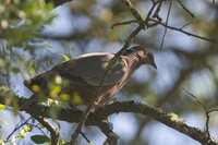 Chilean Pigeon - Patagioenas araucana