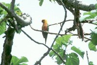 Jandaya Parakeet - Aratinga jandaya