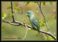 Spectacled Parrotlet - Forpus conspicillatus