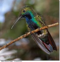 Black-throated Mango - Anthracothorax nigricollis