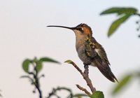 Blue-tufted Starthroat - Heliomaster furcifer