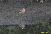 Tail-banded Hornero - Furnarius figulus
