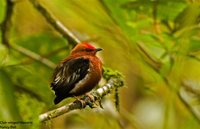 Club-winged Manakin - Machaeropterus deliciosus