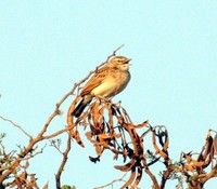 Latakoo Lark - Mirafra cheniana