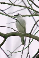 Pied Triller - Lalage nigra