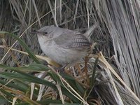 Cobb's Wren - Troglodytes cobbi