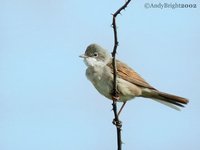 Greater Whitethroat - Sylvia communis