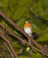 Palawan Blue-Flycatcher - Cyornis lemprieri