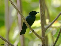 Shining Flycatcher - Myiagra alecto