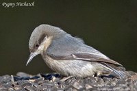 Pygmy Nuthatch - Sitta pygmaea