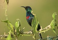 Shining Sunbird - Cinnyris habessinicus