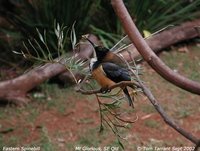 Eastern Spinebill - Acanthorhynchus tenuirostris