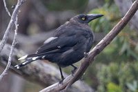 Black Currawong - Strepera fuliginosa