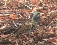 European Starling - Sturnus vulgaris