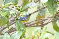 Tropical Parula - Parula pitiayumi