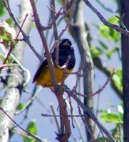 MacGillivray's Warbler - Oporornis tolmiei