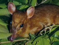 Leaf Muntjac or Leaf Deer