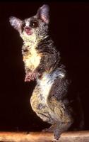 Lesser Bushbaby - Galago moholi