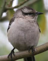 Chalk-browed Mockingbird