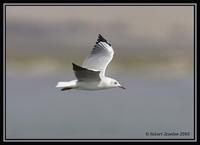 Grey-headed Gull 1