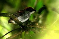 Black-cheeked  gnat-eater   -   Conopophaga  melanops   -