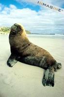 Australian Sea Lion (Neophoca cinerea) photo