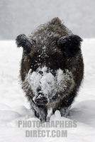 wild boar in a winter forest at snowfall ( Sus scrofa ) stock photo