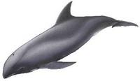 Peponocephala electra, Melon-headed whale