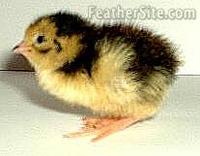 Japanese or Coturnix Quail