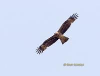 Black (eared) kite C20D 02604.jpg