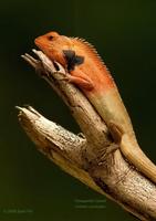 Changeable Lizard