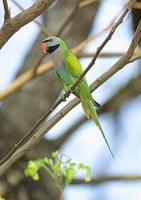 25. 붉은가슴앵무 (緋胸 鸚鵡) Psittacula alexandri Red-breasted Parakeet
