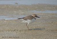 Kentish Plover Charadrius alexandrinus 흰물떼새