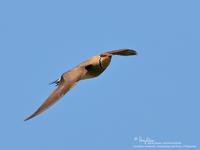 Oriental Pratincole (in breeding plumage)