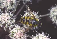 Myathropa florea