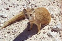 yellow mongoose photograph