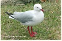 Sliver Gull, Larus novahollandiae, Tewantin Queensland, November 2004 Photo © Barrie Jamieson